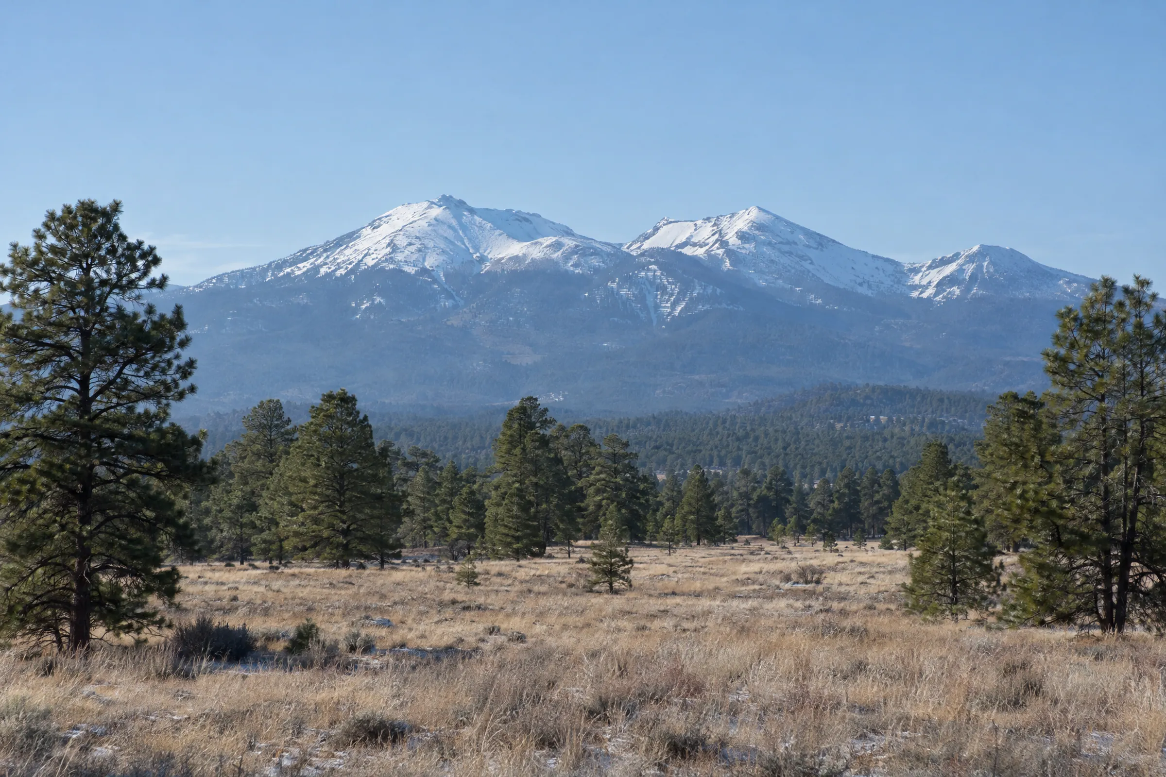 Snow-capped peaks above a dry meadow and pine trees
